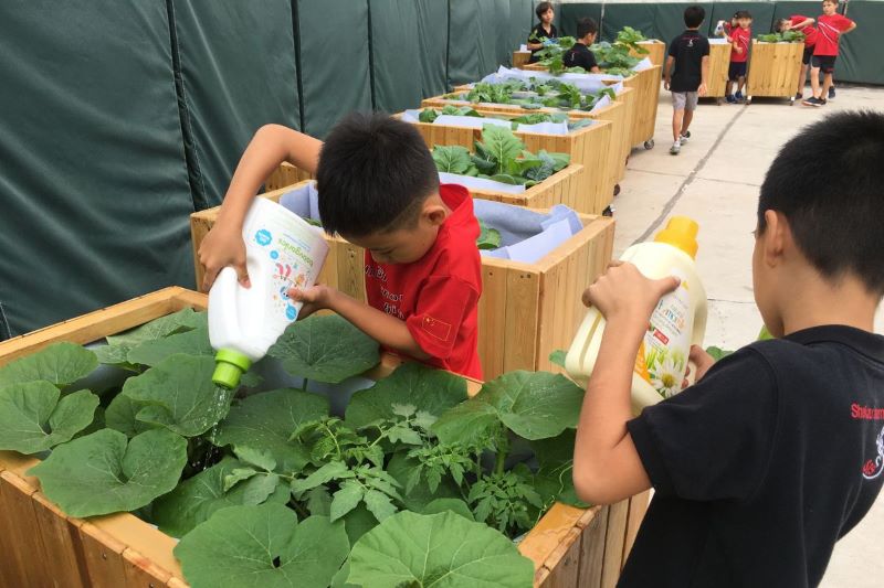 Estudiantes de primaria de la Escuela Internacional Shekou cultivan un huerto después de la actividad escolar regando y cuidando las verduras que cultivan en el jardín de la azotea.